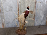 Flying Pheasant On Nice Habitat Base 30