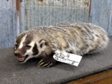 Full Body Mount Badger In Aggressive Crouching Pose Nice Mount