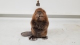 ?Brand New Standing Baby Beaver Full Body Mount About 6.5