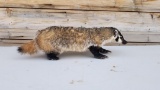 New Full Body Mount Free Standing Badger Nice Mount Thick winter Fur