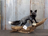 Full Body Mount Silver Fox On Driftwood Base New Mount