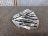 Orthoceras Fossilized Squid plate Moroccan Slab fossil Over 200 MILLION Years old 9