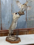Full Body Mount Bobcat Leaping For A Grouse On Habitat Base Nice Clean Mount