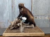 Full Body Mount Wolverine On Driftwood Habitat Base Great Markings Nice Clean Mount 33