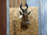 Shoulder Mount African Hartebeest Overall dimensions 39