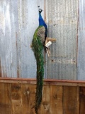 Full Body Mount Peacock On Driftwood Hanging Base