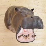 Hippo Reproduction Shoulder Mount No real parts Mouth Open