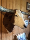 Shoulder Mount Red & White Longhorn Steer 75