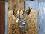Shoulder Mount Whitetail REPRODUCTION Antler Of The Famous Kopp Buck Nice Clean Mount