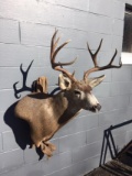 Beautiful Mule Deer Shoulder Mount