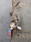 Full Body Mount Opossum Hanging By The Tail