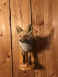 Half body red fox 23” tall 15” from the wall 8” wide