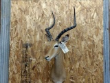 Shoulder Mount African Impala Nice Clean Mount
