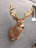18 point Shoulder Mount Whitetail Big palmated antlers
