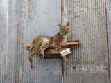 Full Body Mount Bobcat Laying On A Driftwood Ledge
