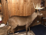 Full body whitetail 12 point with a 20” spread 75” long 22”wide 