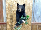 Half Body Mount Black Bear on Driftwood Habitat Nice Clean Mount
