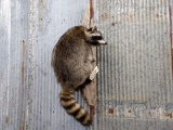 Full Body Mount Raccoon Hanging On Driftwood Base