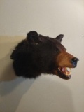 Black Bear Head Mount 14