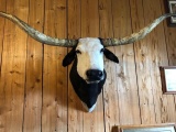 New Mount Black & White Longhorn Steer