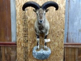 Half Body Mount Asian Blue Sheep On Rock Nice Clean Mount 25