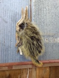 Full Body Mount Porcupine On Driftwood Hanging Base