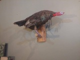 3 Bearded Full Body Mount Turkey