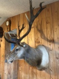 Shoulder Mount Elk 45” deep 56” tall x 60” wide