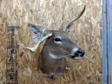 Shoulder Mount Freak Whitetail Nice Clean Mount