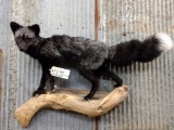 Full Body Mount Silver Fox On Driftwood Hanging Base