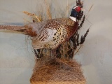 Pheasant On Habitat Base Wall Hanger Or Table Top Display