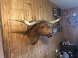 New Shoulder Mount Red Longhorn Steer 75