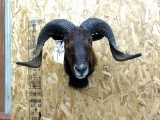 Shoulder Mount Black Ram overall dimensions 18