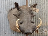 Shoulder Mount African Warthog Cutaway Back