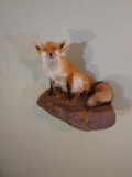 Full Body Mount Red Fox On Artificial Rock Hanging Base