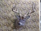 Like New Shoulder Mount 22 Point Whitetail 22.5