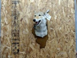 Shoulder Mount Coyote Nice Mount Overall dimensions 23