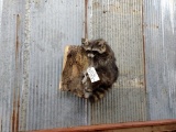 Full Body Mount Raccoon Hanging On A Hollow Log