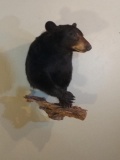 Nice Half Body Mount Black Bear Nice Thick Fur 