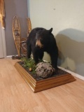 Smaller Full Body Mount Black Bear On Habitat Base 
