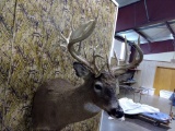 Like New Shoulder Mount 24 Point Whitetail 18