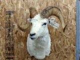 Shoulder Mount Alaskan Dall Sheep Overall dimensions 28