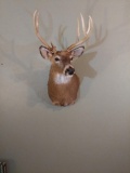9 Point Whitetail Shoulder Mount