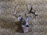Like New Shoulder Mount 19 Point Whitetail 18.5