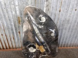 Fossilized Orthoceras & Ammonite Plate over 200 MILLION Years old 11