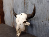 Large Herd Bull Buffalo Skull 25