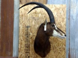 Shoulder Mount African Sable Detachable Horns For Easy Transport NICE Clean Mount