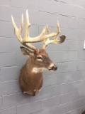 13 Point Shoulder Mount Whitetail Big Antlers