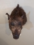 Large Russian Boar Shoulder Mount Great Classic Color pattern!