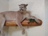 Outstanding Full Body Mount Mountain Lion Lounging On A Real wood log
